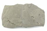 Fossil Insect (Robber Fly, Crane Flies & Flies) Mortality Plate #377171-1